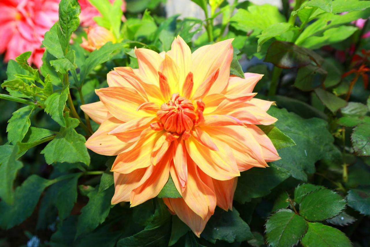 Dahlia Mount View Hotel Nuwara Eliya Dış mekan fotoğraf